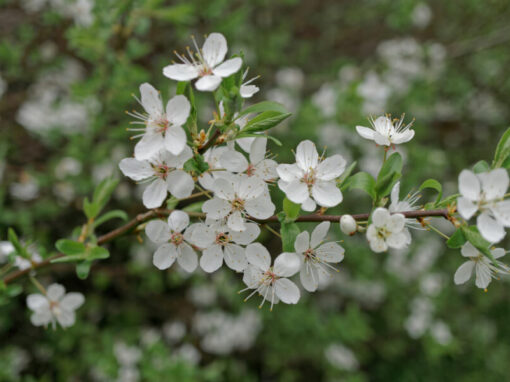 Árbol de té: propiedades