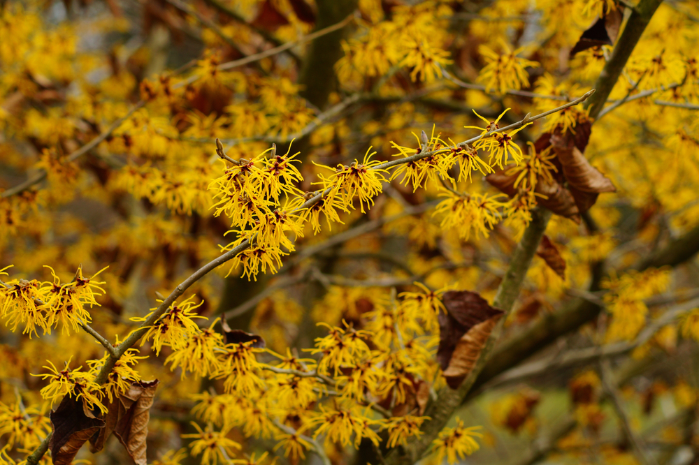 Qué es el hamamelis