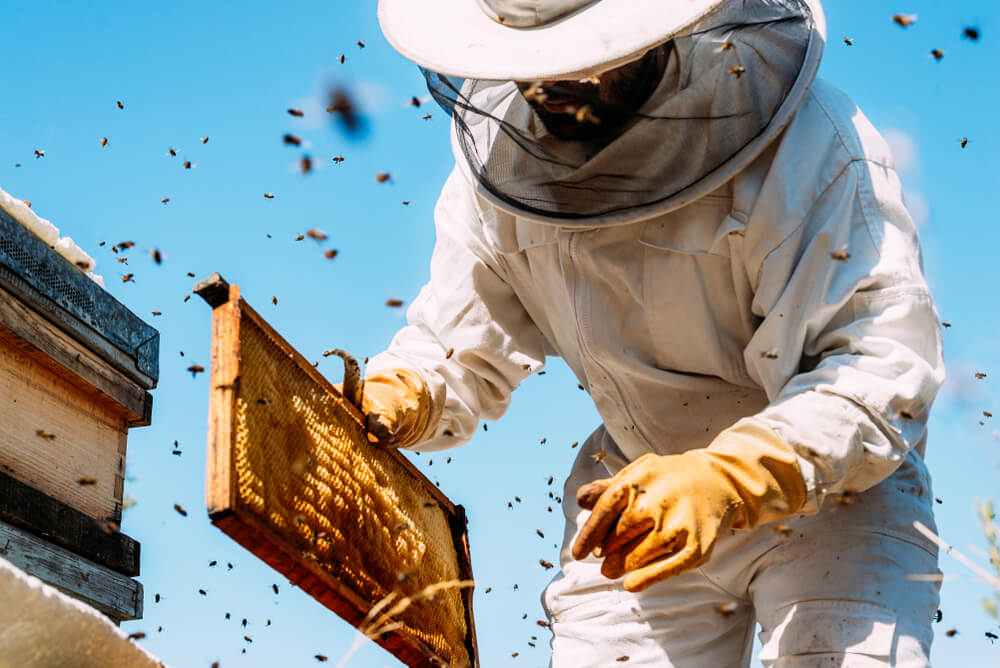 Cera de abeja para el cabello (Beeswax) > RIZOS PRO