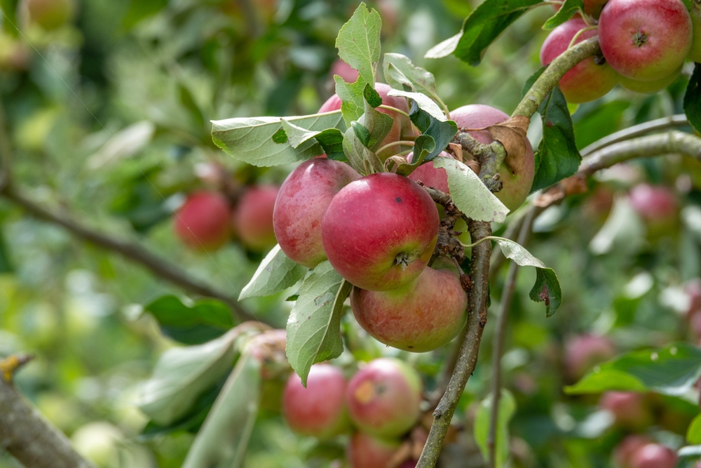 malus doméstica